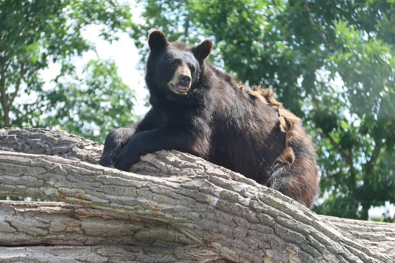 Bear Country